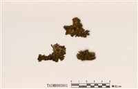 藏品(島衣屬)的圖片